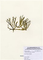 藏品(交織松藻)的圖片